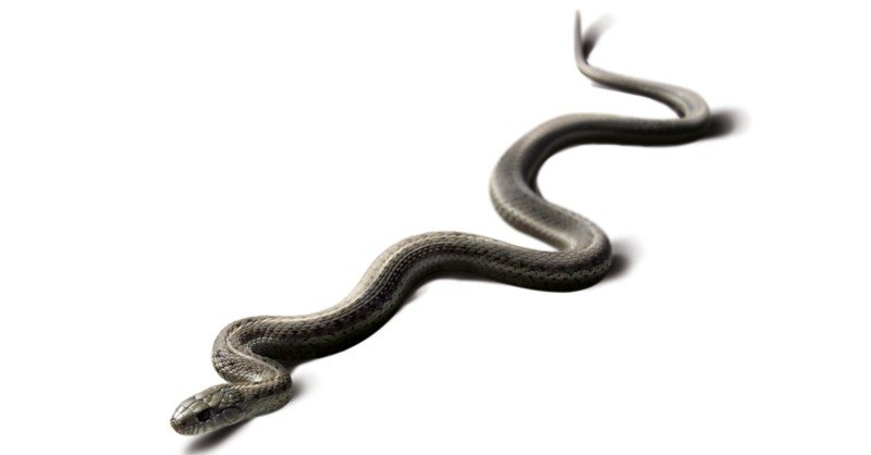 Garter Snake – Sawan Books