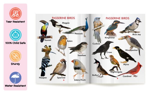 My First Book of Birds | My First Book (Can be Wiped Clean) - Image 3