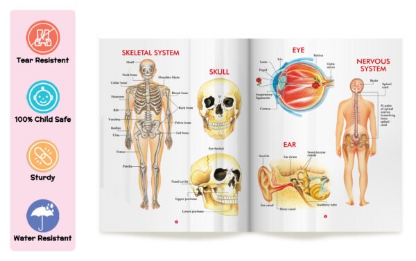 My First Book of Human Body | My First Book (Can be Wiped Clean) - Image 3