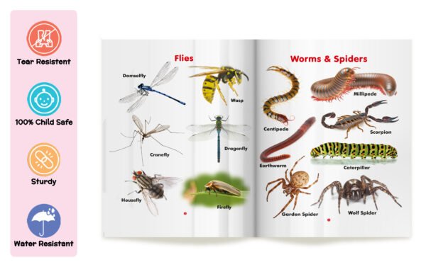 My First Book of Insects | My First Book (Can be Wiped Clean) - Image 3