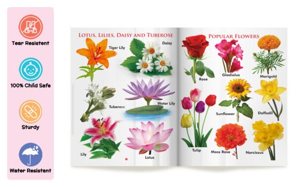 My First Book of Flowers | My First Book (Can be Wiped Clean) - Image 3