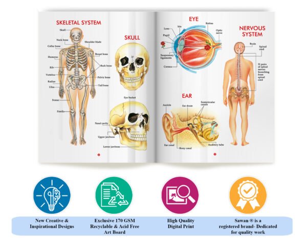 My First Book of Human Body | My First Book (Can be Wiped Clean) - Image 7