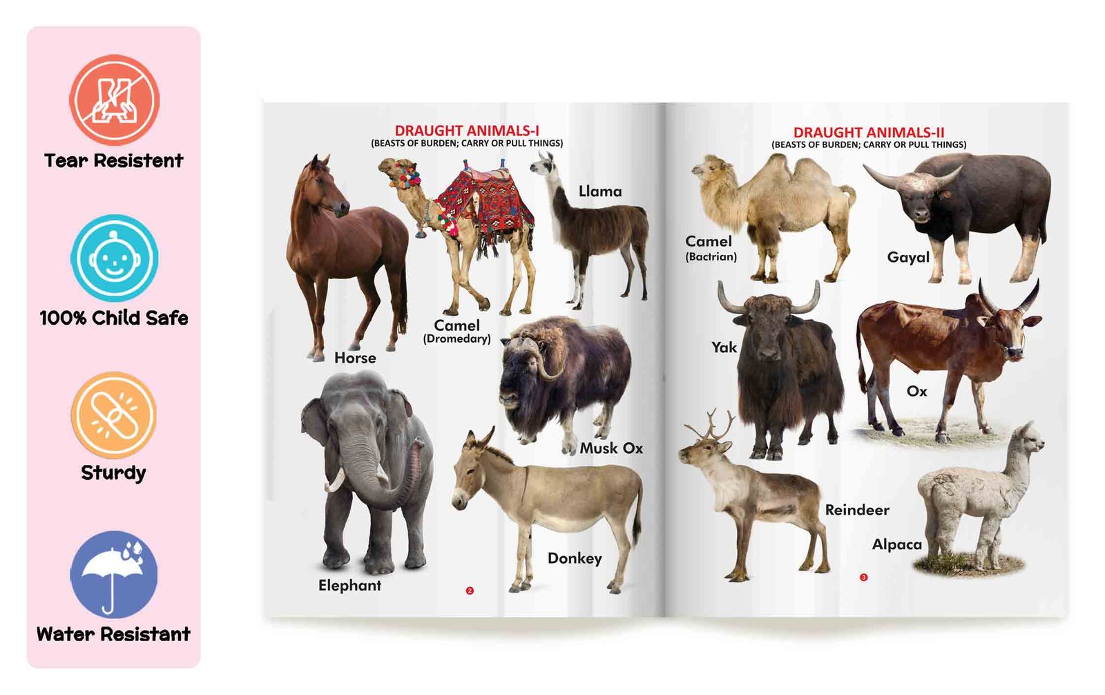 My First Book of Domestic Animals | My First Book (Can be Wiped Clean) - Image 4