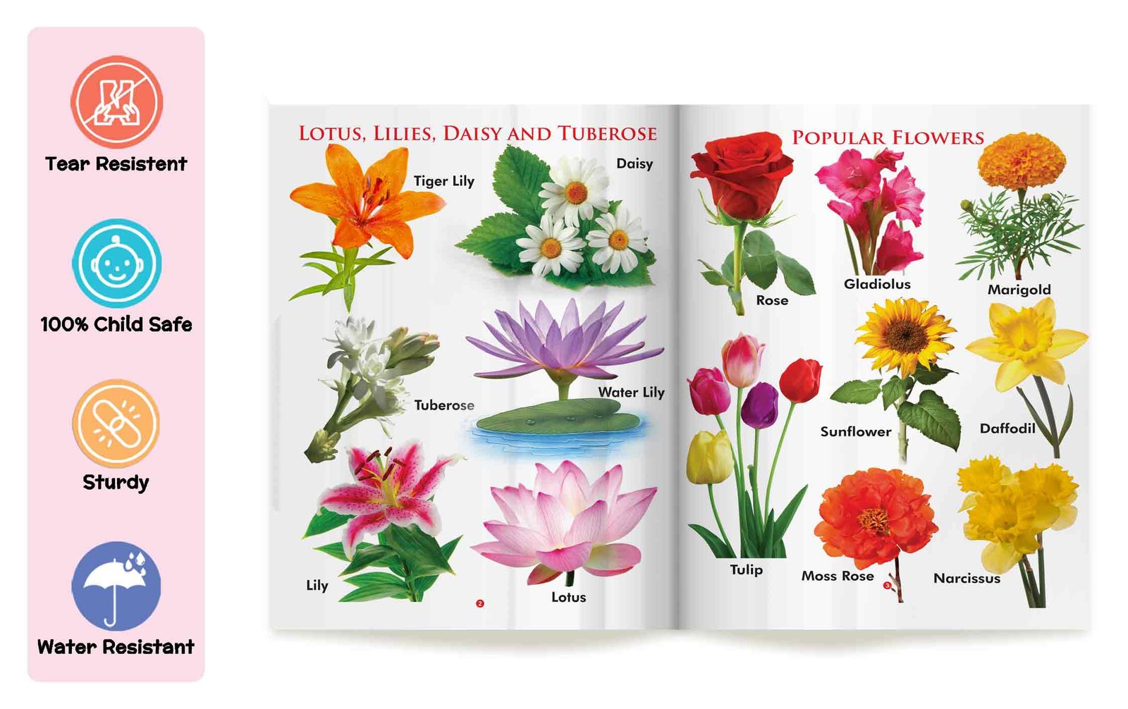 My First Book of Flowers | My First Book (Can be Wiped Clean) - Image 4