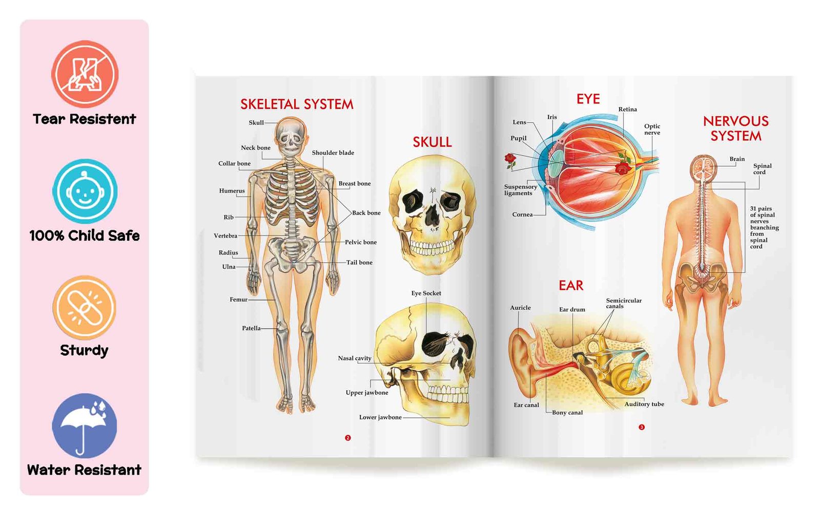 My First Book of Human Body | My First Book (Can be Wiped Clean) - Image 4