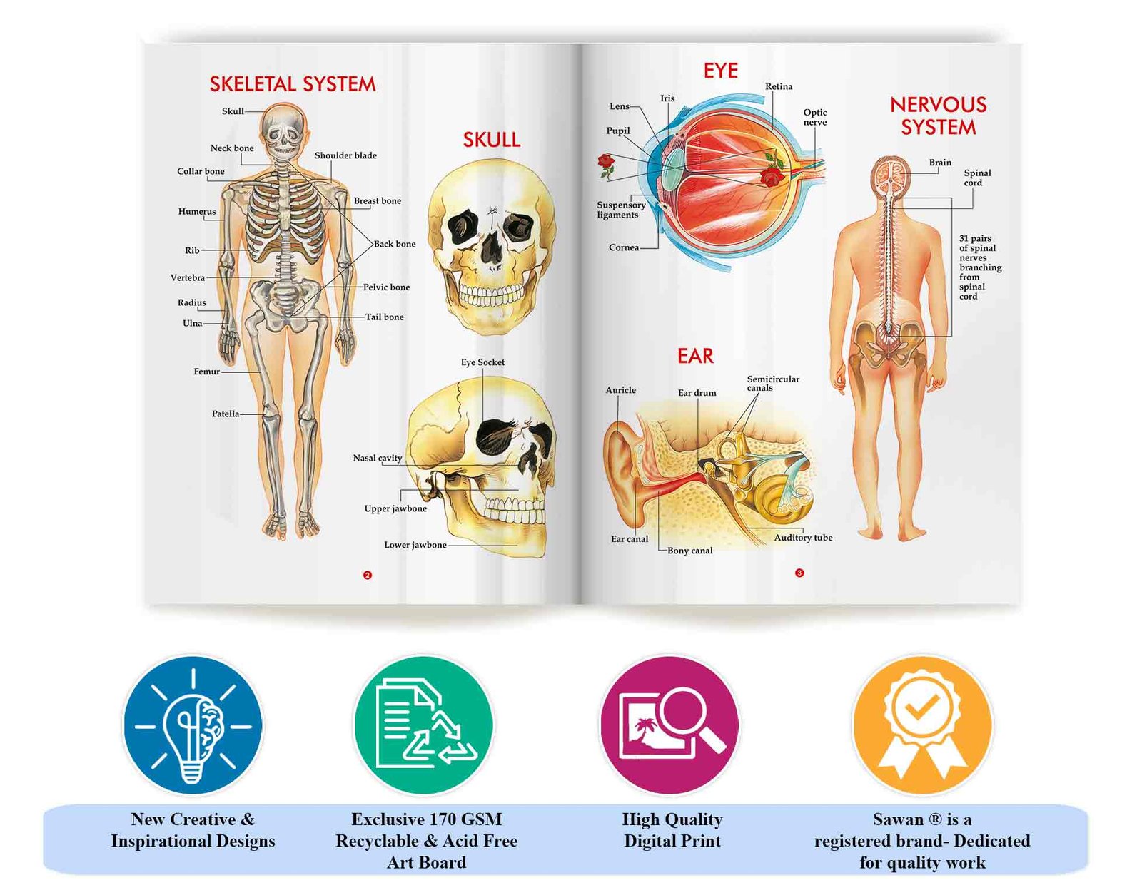 My First Book of Human Body | My First Book (Can be Wiped Clean) - Image 5