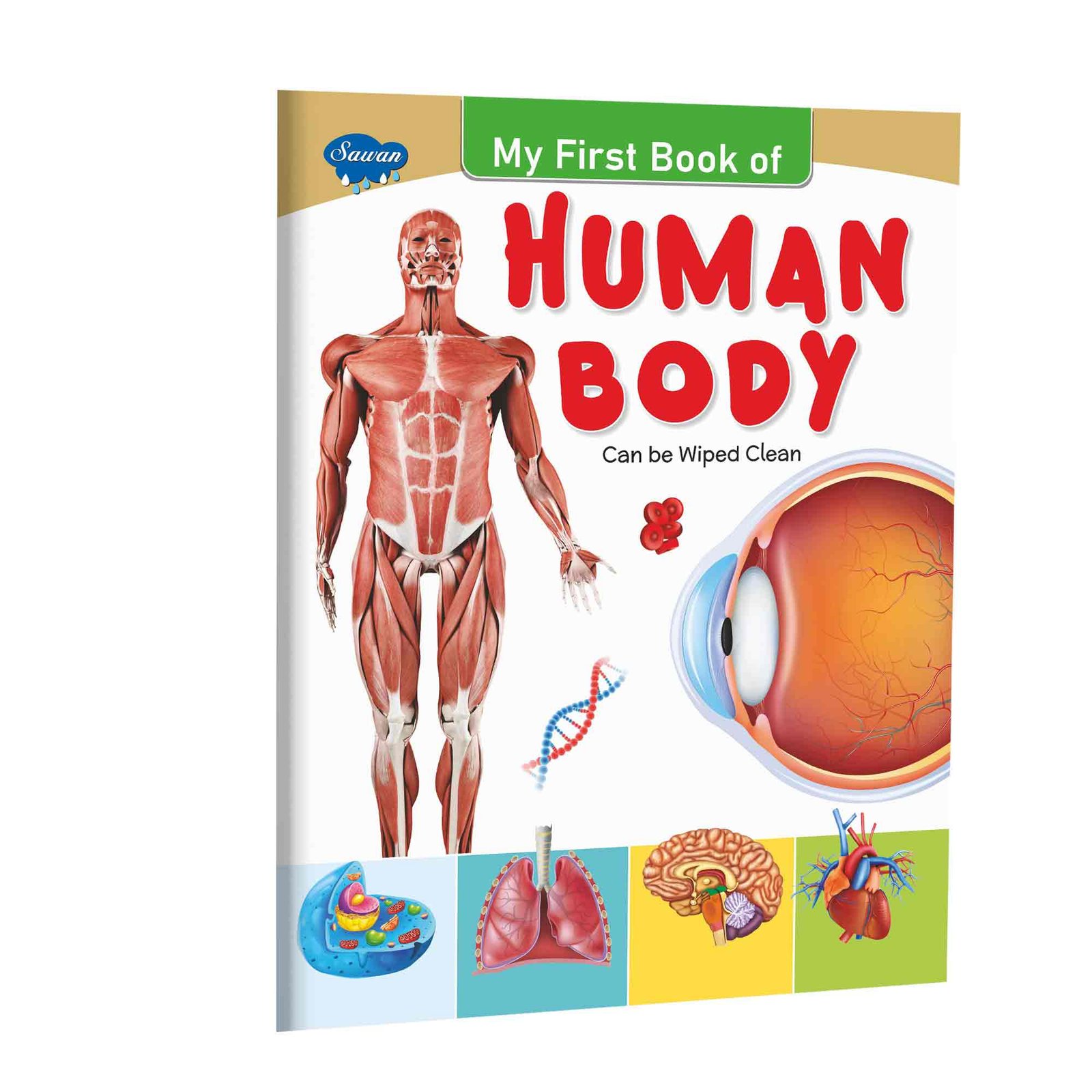 My First Human Body Wipe Clean Book My First Human Body Book Human Body Learning Book for Kids Kids Human Body Picture Book My First Body Learning Book
