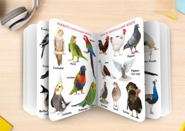 Birds | My First Board-Book | Early Learning Picture Book - Image 6