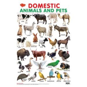 Domestic Animals and Pets Hard Laminated Educational Chart