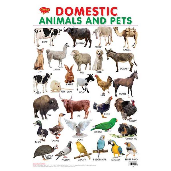 Domestic Animals and Pets Hard Laminated Educational Chart - Sawan Books
