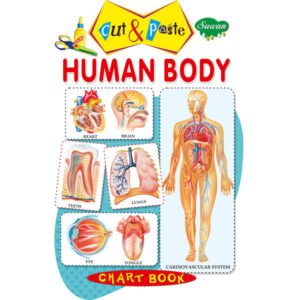 Human Body