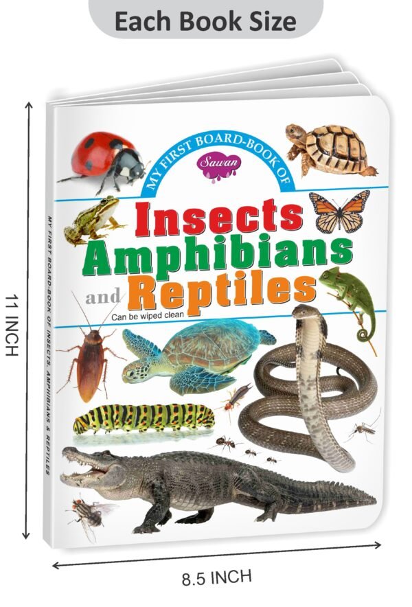 Insects, Amphibians and Reptiles | My First Board-Book | Early Learning Picture Book - Image 2
