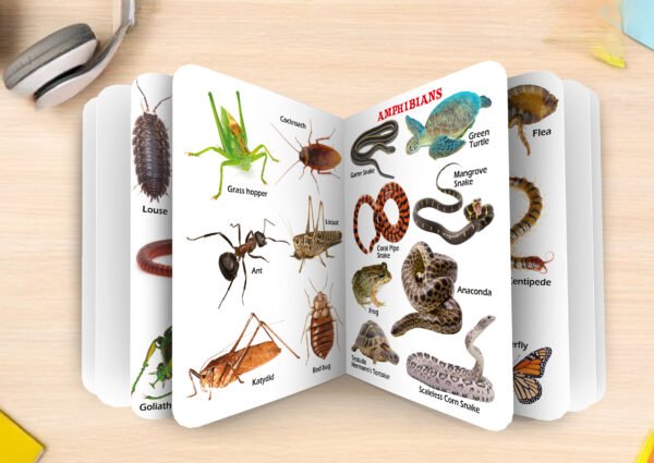 Insects, Amphibians and Reptiles | My First Board-Book | Early Learning Picture Book - Image 6