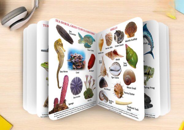 Sea Animals | My First Board-Book | Early Learning Picture Book - Image 6