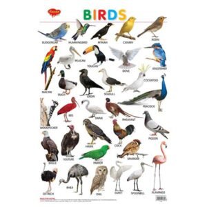 Birds Hard Laminated Educational Chart