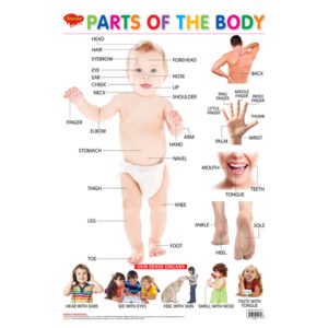 Parts of the Body Hard laminated Educational Chart