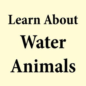 learn About Water animal