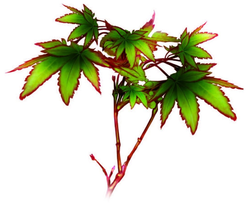 Acer
