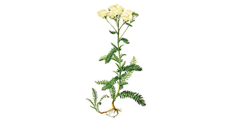 Achillea
