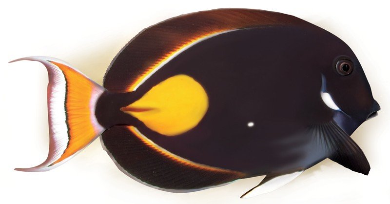 Achilles-Tang