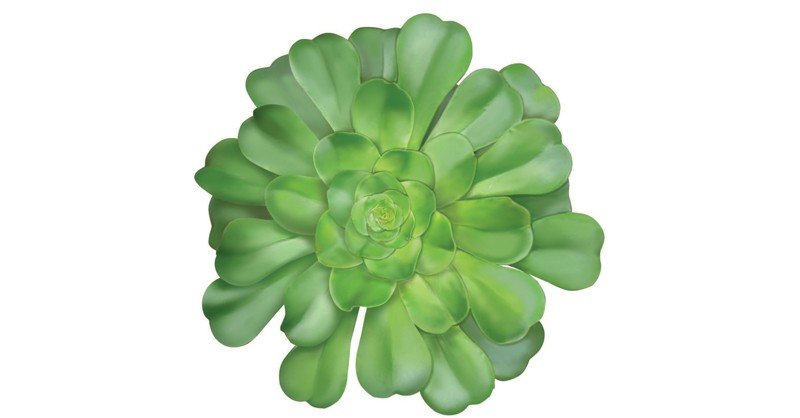 Aeonium