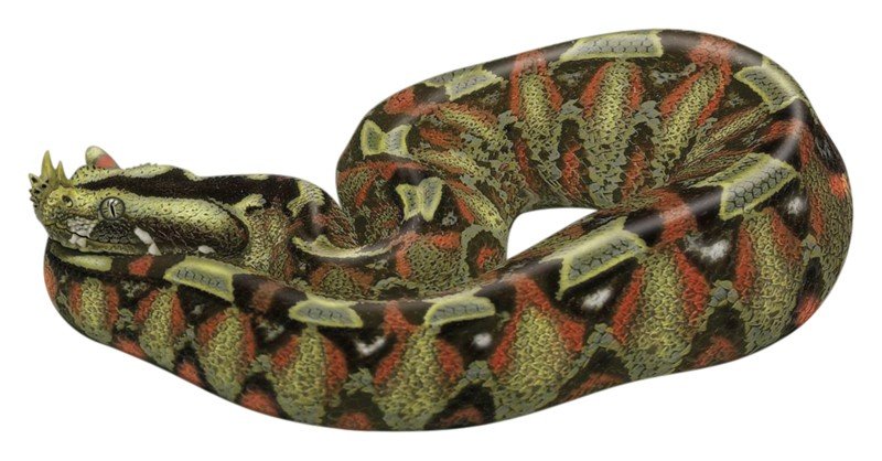 African-Rhino-Viper