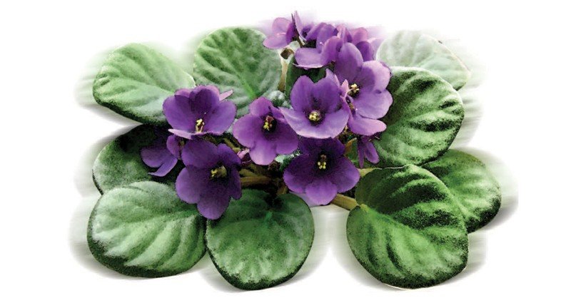 African-Violet