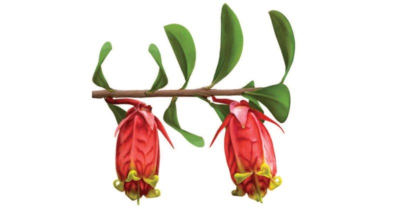 Agapetes