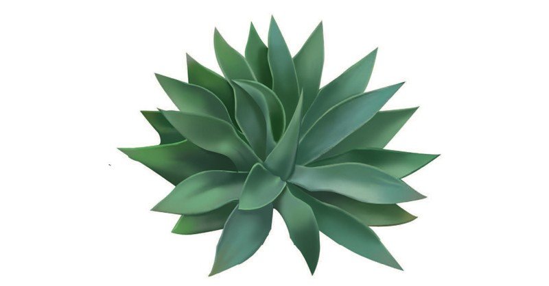 Agave