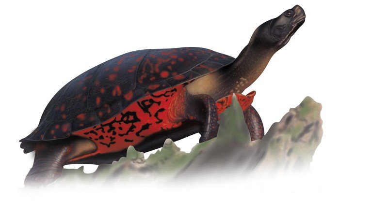 Alabama-Red-bellied-Cooter