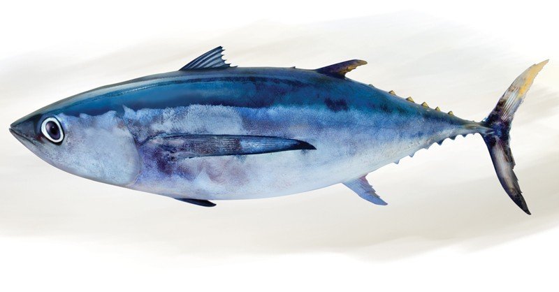 Albacore