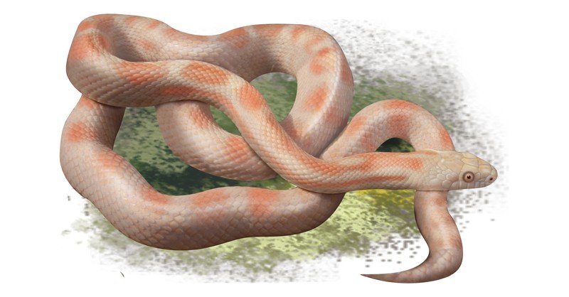Albino-Black-Rat-Snake
