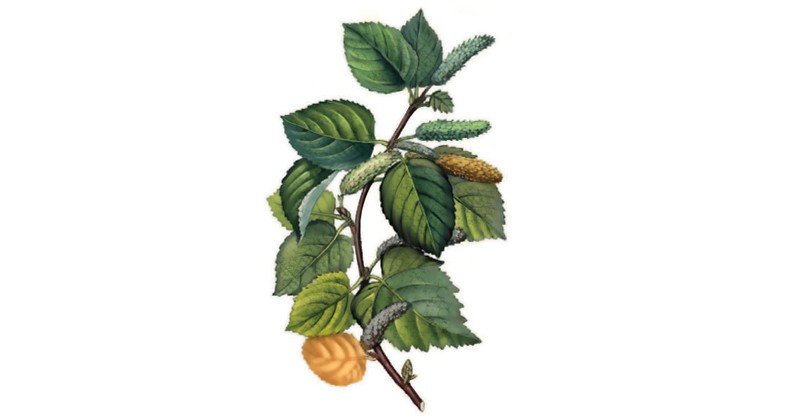 Alder