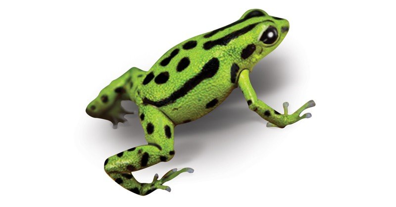 Alto-De-Buey-Poison-Frog