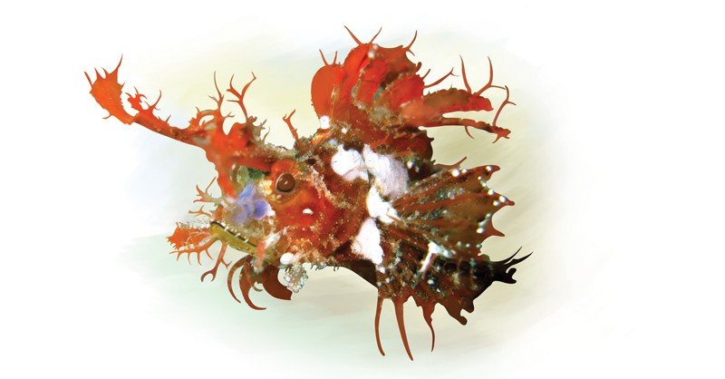 Ambon-Scorpionfish