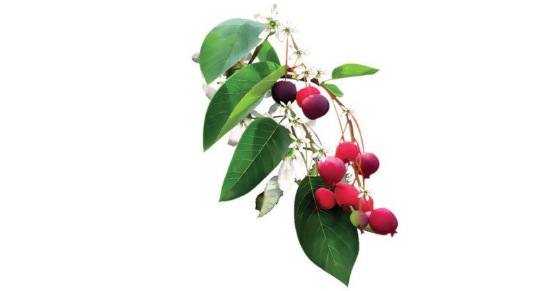 Amelanchier