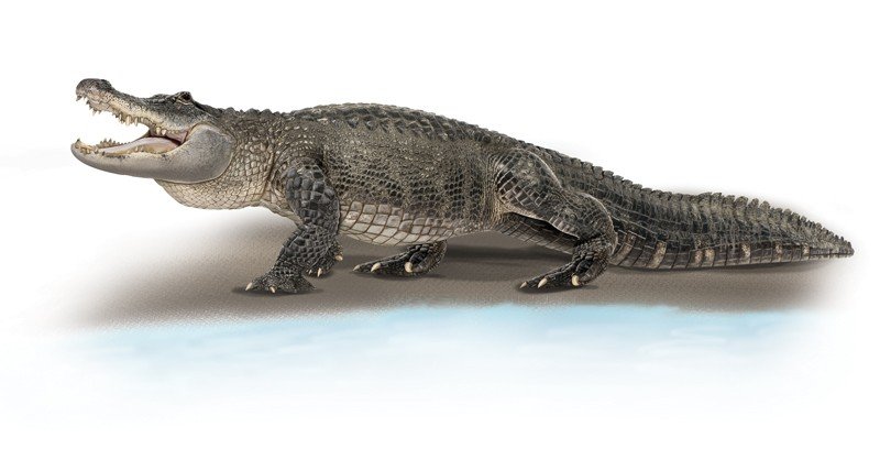 American-Alligator