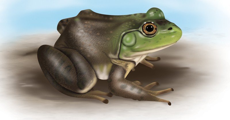 American-Bullfrog