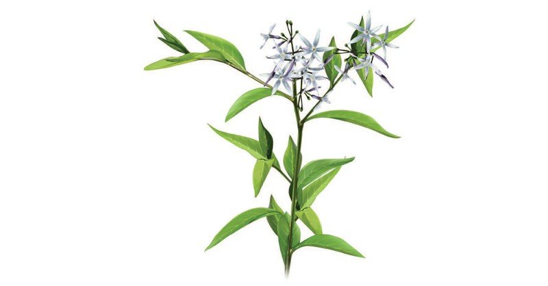 Amsonia