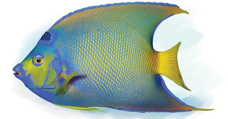 Angelfish-(French)