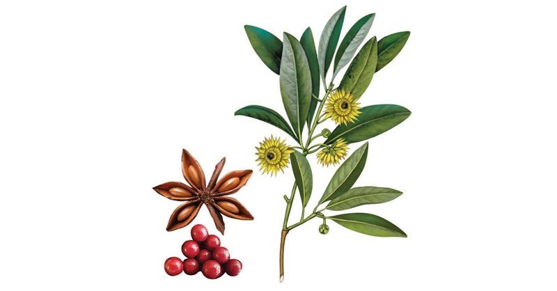 Anise