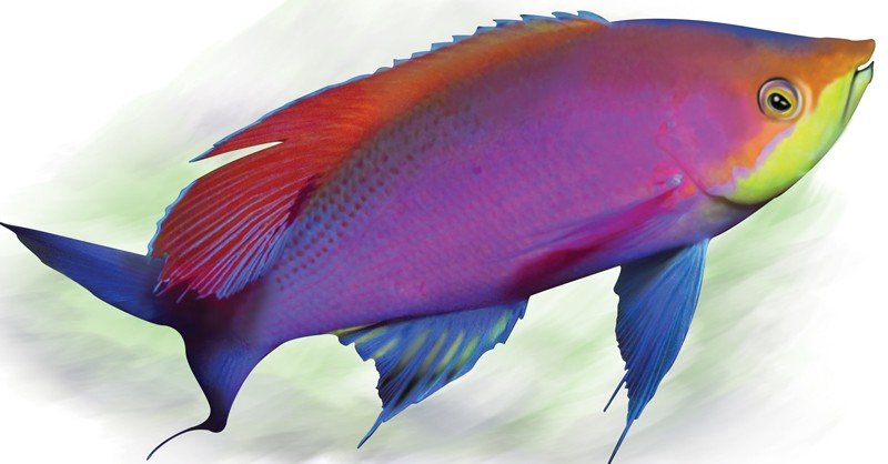Anthias