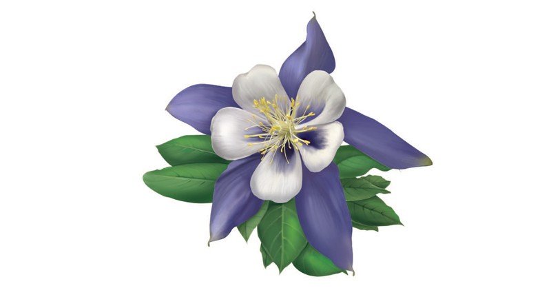 Aquilegia