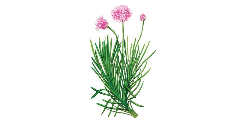 Armeria