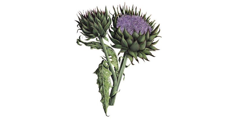 Artichoke