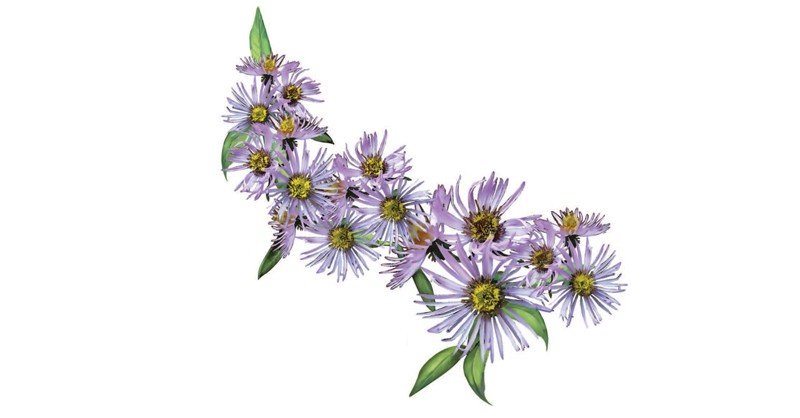Aster
