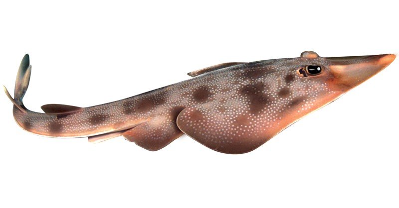 Atlantic-Guitarfish