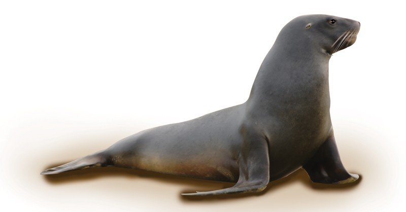 Australian-Sea-Lion