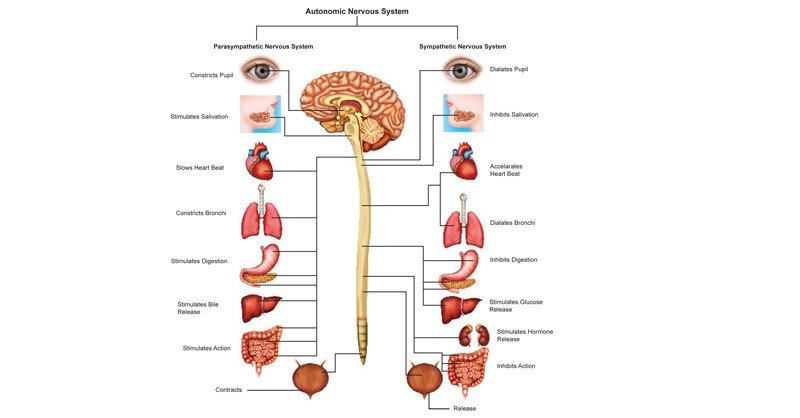 Autonomic Nervous System (Parasympathetic Sympathetic Nervous System)