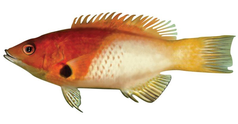 Axilspot-Hogfish